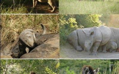 Hluhluwe umfolozi, Cat Rehab and St Lucia Safari Tour 25-27 Feb 2013