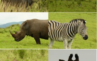 Tala Half Day Safari Tour 7/2/13