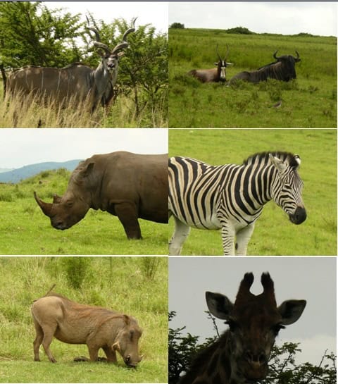 Tala-Half-Day-Safari-tour-7.2.13