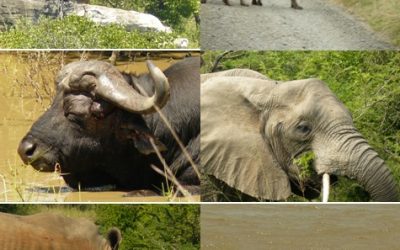 3 Day Hluhluwe Umfolozi Safari Tour and St Lucia, Cat Rehab 19-21 Feb 2013