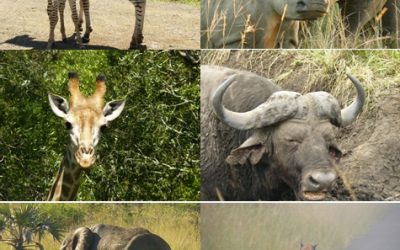 Hluhluwe Umfolozi, Cat rehab and Isimangeliso Wetland Park 18-19 March 2013