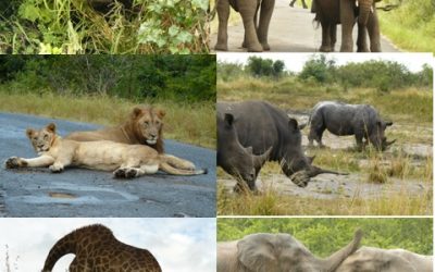 Hluhluwe Umfolozi Game reserve and St Lucia Safari Tour 26-27 March 2013