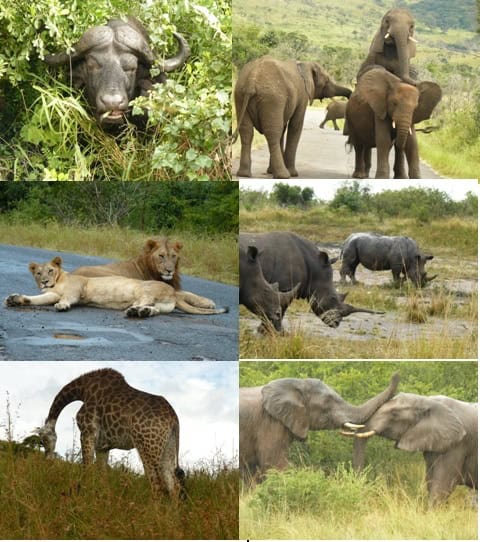 Hluhluwe Umfolozi Game reserve and St Lucia Safari Tour 26-27 March 2013