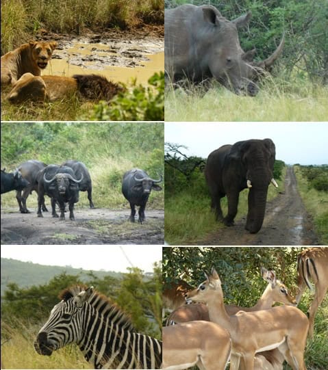 Hluhluwe-Umfolozi-3-day-safari-Tour-28-to-2-March-2013