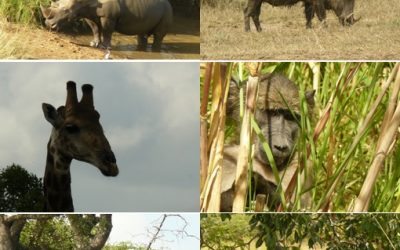 Hluhluwe Umfolozi Day Safari Tour 24 March 2013