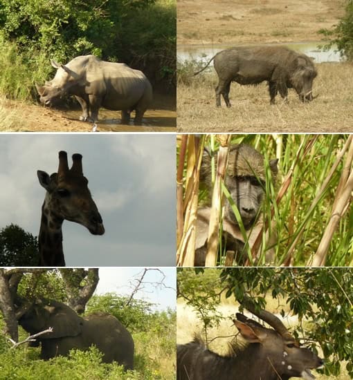 Hluhluwe Umfolozi Day Safari Tour 24 March 2013