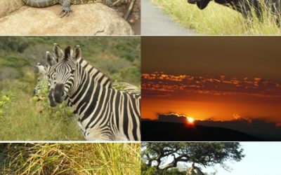 Hluhluwe and St Lucia 2 Day Safari Tour 20-21 April 2013