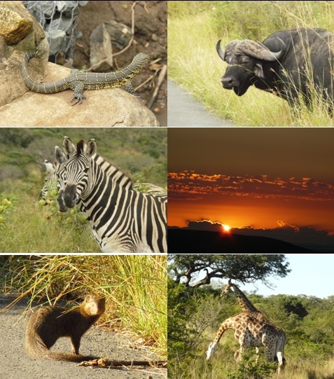 Hluhluwe and St Lucia 2 Day Safari Tour 20-21 April 2013