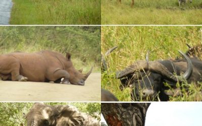 Hluhluwe umfolozi Game reserve and DumaZulu Cultural village 3-4 April 2013