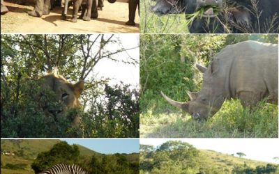 Hluhluwe Umfolozi Game reserve 3 Day Safari Tour 5-7 April 2013