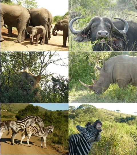 Hluhluwe Umfolozi Game reserve 3 Day Safari Tour 5-7 April 2013