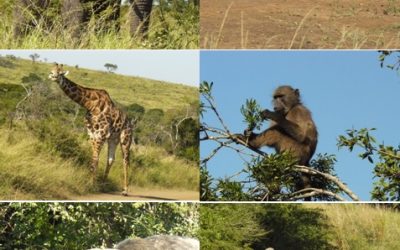 Hluhluwe Day Safari Tour 14.4.13