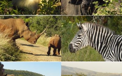 Hluhluwe umfolozi emdo st lucia 3 day safari Tour 15 to 17 April 2013