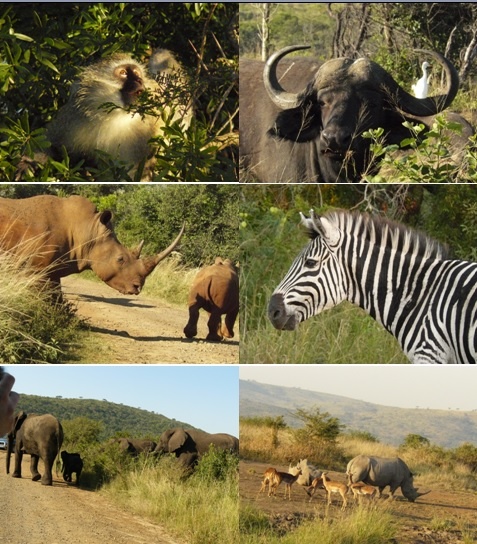 Hluhluwe umfolozi emdo st lucia 3 day safari Tour 15 to 17 April 2013