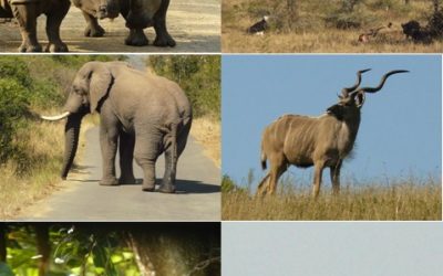 Cape Vidal, St Lucia, Hluhluwe Umfolozi and Shakaland 3 Day Safari Tour 22-24 May 2013