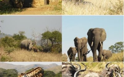 Hluhluwe Umfolozi 3 Day Safari Tour, St Lucia and Emdoneni 14-16 May 2013