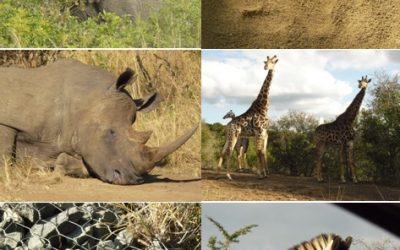 Hluhluwe Safari Day Tour 12/5/13