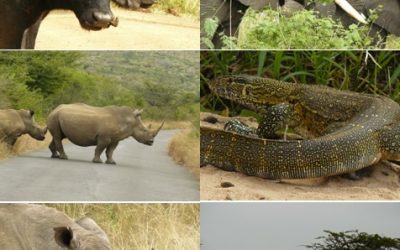 Hluhluwe Umfolozi Day Safari Tour 17 May 2013