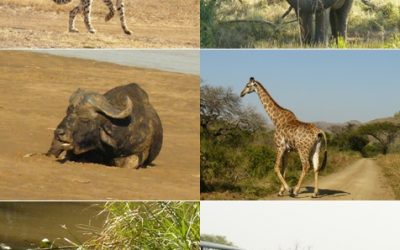 Hluhluwe Umfolozi Day Safari Tour 25 May 2013