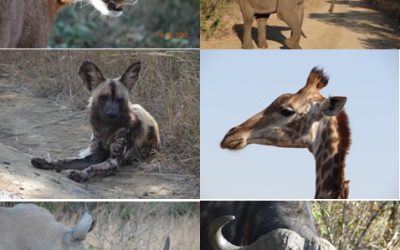 Hluhluwe Umfolozi, Cat Rehab and St Lucia Safari Tour 19-21 June 2013