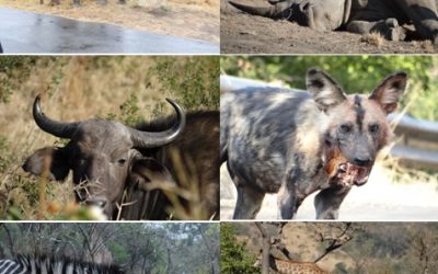 Hluhluwe Umfolozi, Cat Rehab and St Lucia 3 day Safari Tour 25-27 June 2013