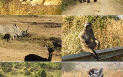 Hluhluwe Umfolozi Game reserve, Cat rehab and St Lucia 5 Day Safari Tour 4-8 June 2013