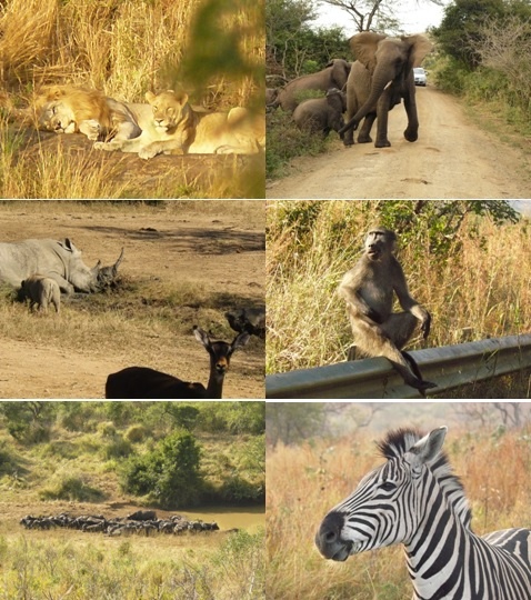 Hluhluwe Umfolozi Game reserve, Cat rehab and St Lucia 5 Day Safari Tour 4-8 June 2013