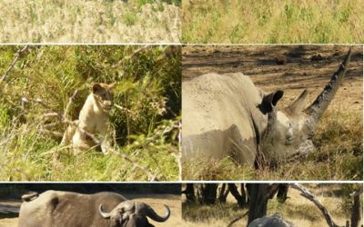 Hluhluwe Umfolozi game reserve day safari tour 30 May 2013