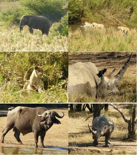 Hluhluwe Umfolozi game reserve day safari tour 30 May 2013