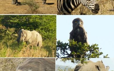 Hluhluwe umfolozi Day Safari Tour 31 May 2013