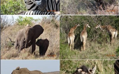 Hluhluwe Umfolozi Day Safari Tour 19 July 2013