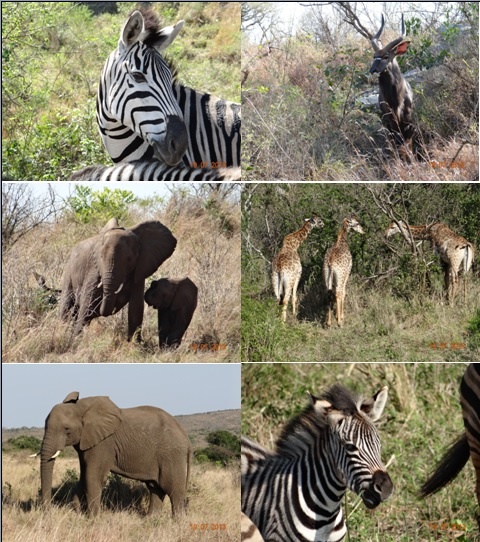 Hluhluwe Umfolozi Day Safari Tour 19 July 2013