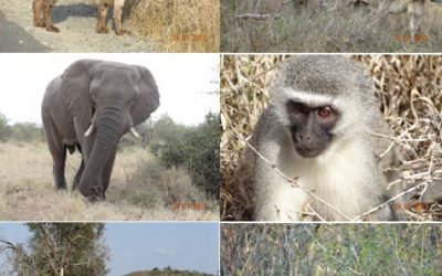 Hluhluwe Umfolozi 3 Day Safari Tour, Cat Rehab and St Lucia 23-25 July 2013