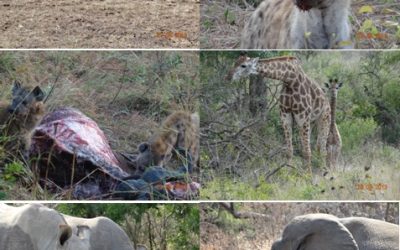 Hluhluwe Umfolozi 3 Day Safari Tour 22 – 24 August 2013