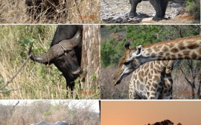 Hluhluwe Umfolozi 3 Day Safari Tour 25 – 27 August 2013