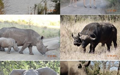 Hluhluwe Umfolozi, Cat Rehab and St Lucia 4 Day Safari Tour 11-14 August 2013