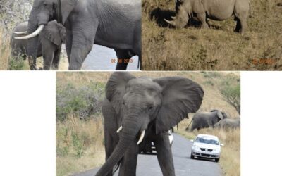 Hluhluwe Umfolozi Day Safari Tour 2 August 2013