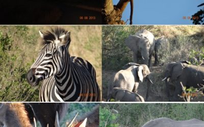 Team Great Britain Safari Tour 5-7 August 2013 – Work Transplant Olympics – Durban South Africa