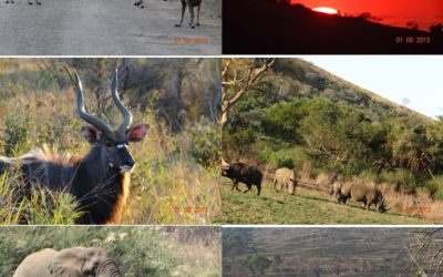 Hluhluwe Umfolozi game reserve and St Lucia safari Tour from Durban 31 – 1 September 2013