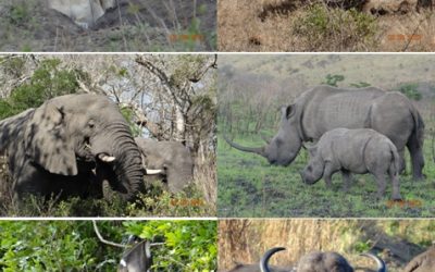 Hluhluwe Umfolozi game reserve 3 day Durban Safari Tour 2-4 September 2013