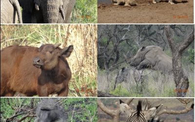 Hluhluwe Umfolozi, Cat rehab and St Lucia 4 Day Durban Safari Tour 16-19 September 2013