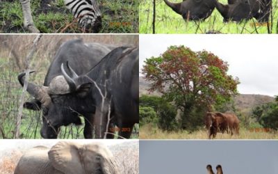 Hluhluwe Umfolozi game reserve – Durban Day Safari Tour 10 September 2013