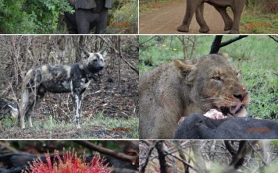 Hluhluwe umfolozi game reserve 3 day Durban Safari Tour, St lucia and Cat rehab center 27-29 September 2013