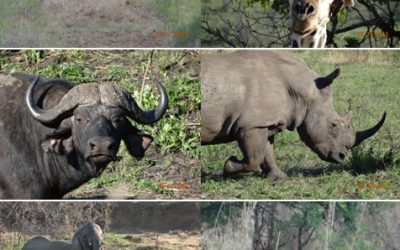 Hluhluwe Umfolozi game reserve – 3 Day Durban Safari Tour 4-6 October 2013