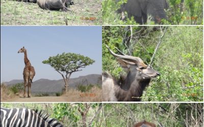 Hluhluwe Umfolozi Durban Day Safari Tour 12 October 2013