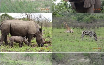 Hluhluwe Umfolozi Game reserve 3 day Durban Safari/Tour, St Lucia and Cat rehab – 21-23 October 2013