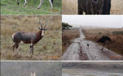 Tala Game reserve and Phezulu cultural Safari Tour 18th October 2013