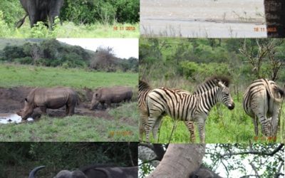 Hluhluwe Umfolozi game reserve, Emdoneni and St Lucia 3 day Safari Tour 16th – 18th November 2013