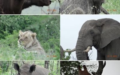 Hluhluwe Umfolozi Game Reserve – Durban day Safari Tour 21 November 2013