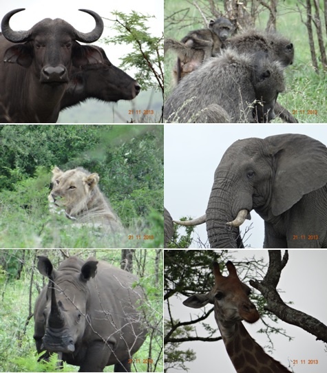 Hluhluwe Umfolozi Game Reserve – Durban day Safari Tour 21 November 2013
